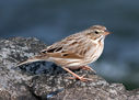 IMG_0209-Edit.jpg