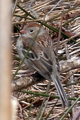 IMG_0046-Edit.jpg