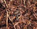 _MG_0386-Edit.jpg