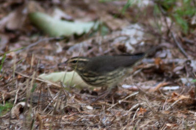 waterthrush-0559.jpg