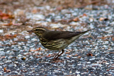 waterthrush-0572.jpg
