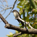 flycatcher-0526.jpg