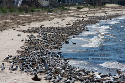 Reeds_Beach-0092.jpg