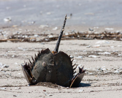 Reeds_Beach-0098.jpg