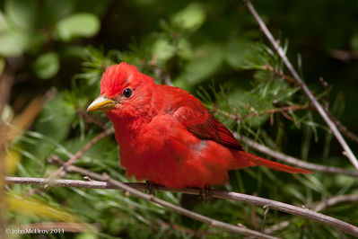 Summer_Tanager-0120.jpg