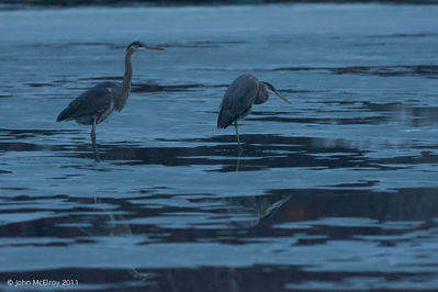 Herons_at_Dusk_800.jpg