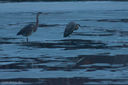 Herons_at_Dusk.jpg