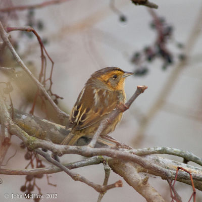 Nelson's Sparrow
