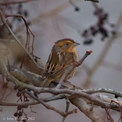 Nelson's Sparrow
