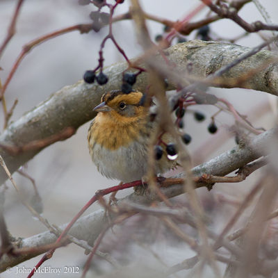 Nelson's Sparrow
