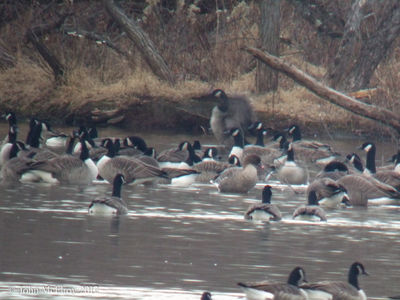 Pink-footed Goose at Cushetunk Lake 2012-12-12
