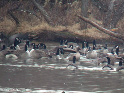 Pink-footed Goose at Cushetunk Lake 2012-12-12
