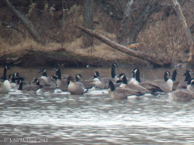 Pink-footed Goose at Cushetunk Lake 2012-12-12
