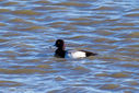 Scaup-1.jpg
