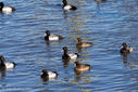 Scaup-3.jpg