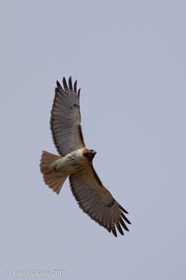 Red-tailed Hawk
at Salem County WMA
