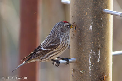 Common Redpoll
at nearby Salem County private residence

