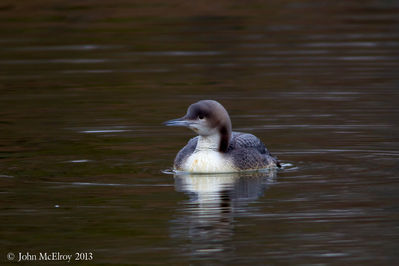 Pacific Loon, juv.
