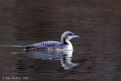 Pacific Loon, juv.
