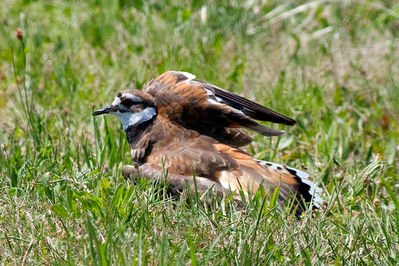 IMG_0461-Edit.jpg