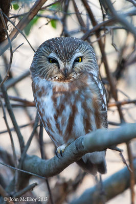 Northern Saw-whet Owl
