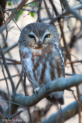 Northern Saw-whet Owl
